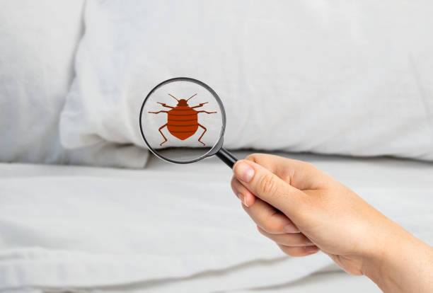 bed bug inception